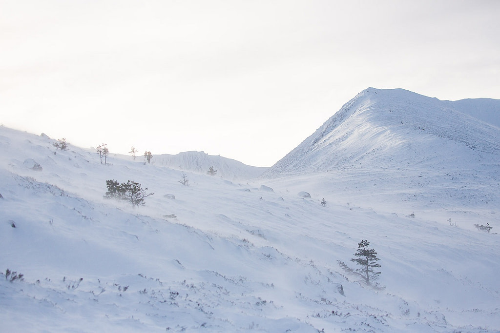 Winter Wildlife Encounters in the Cairngorms National Park ~ Meandering ...